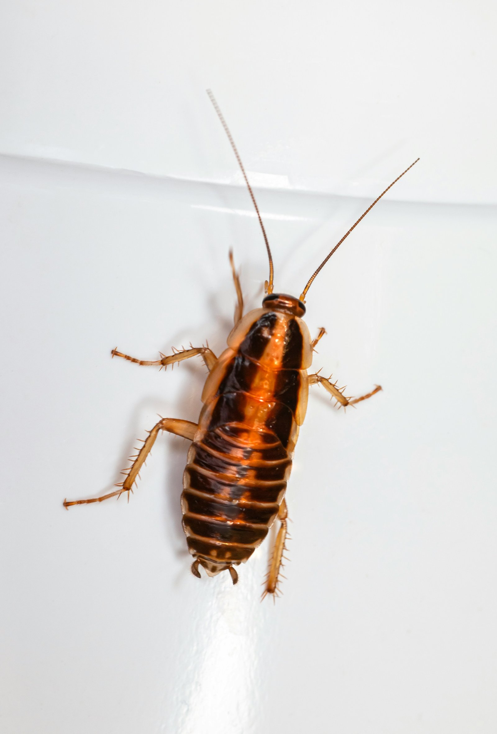 Cockroach Control