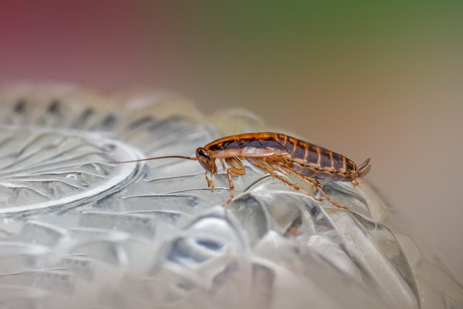 Industrial Pest Control