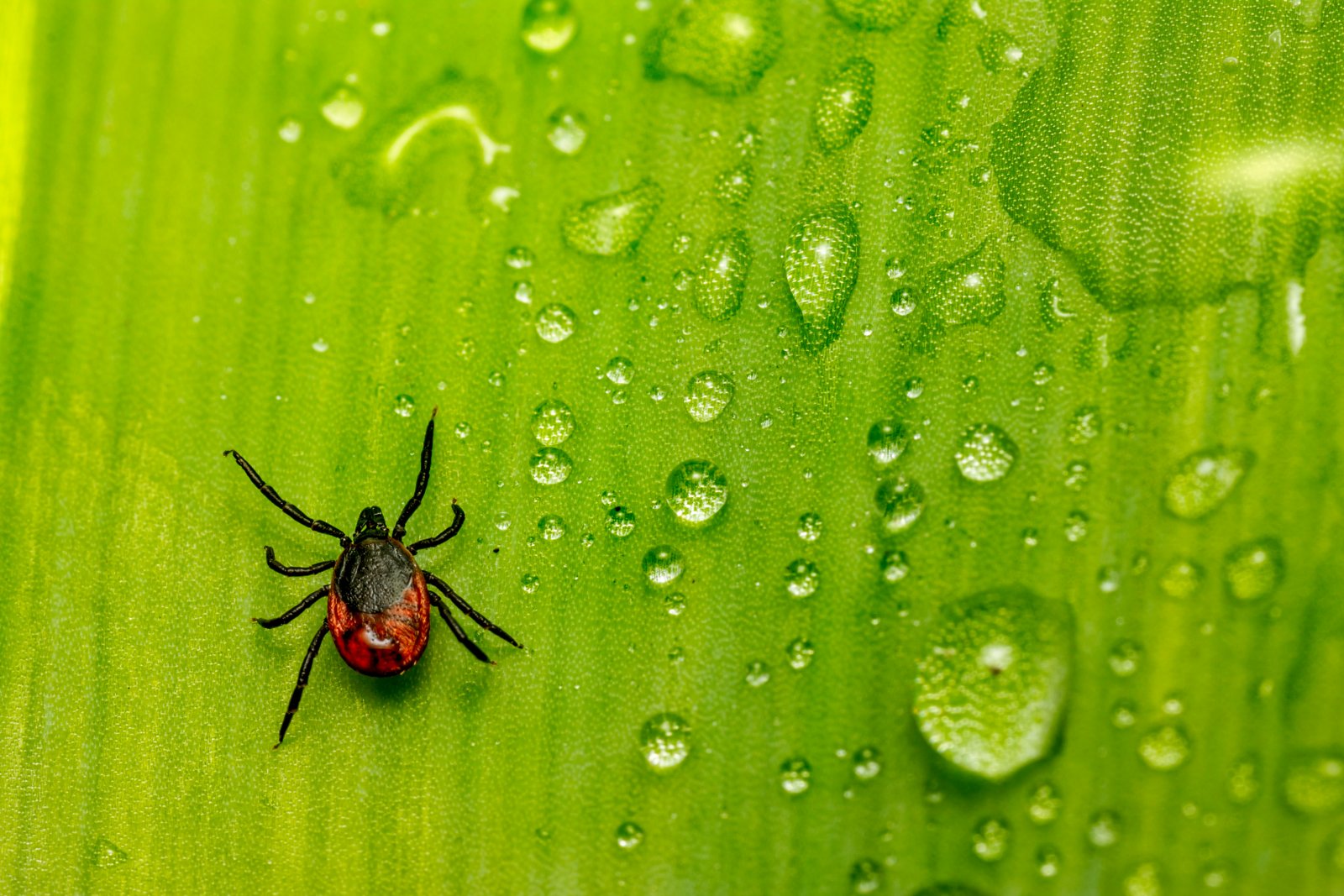 Fumigation Treatment
