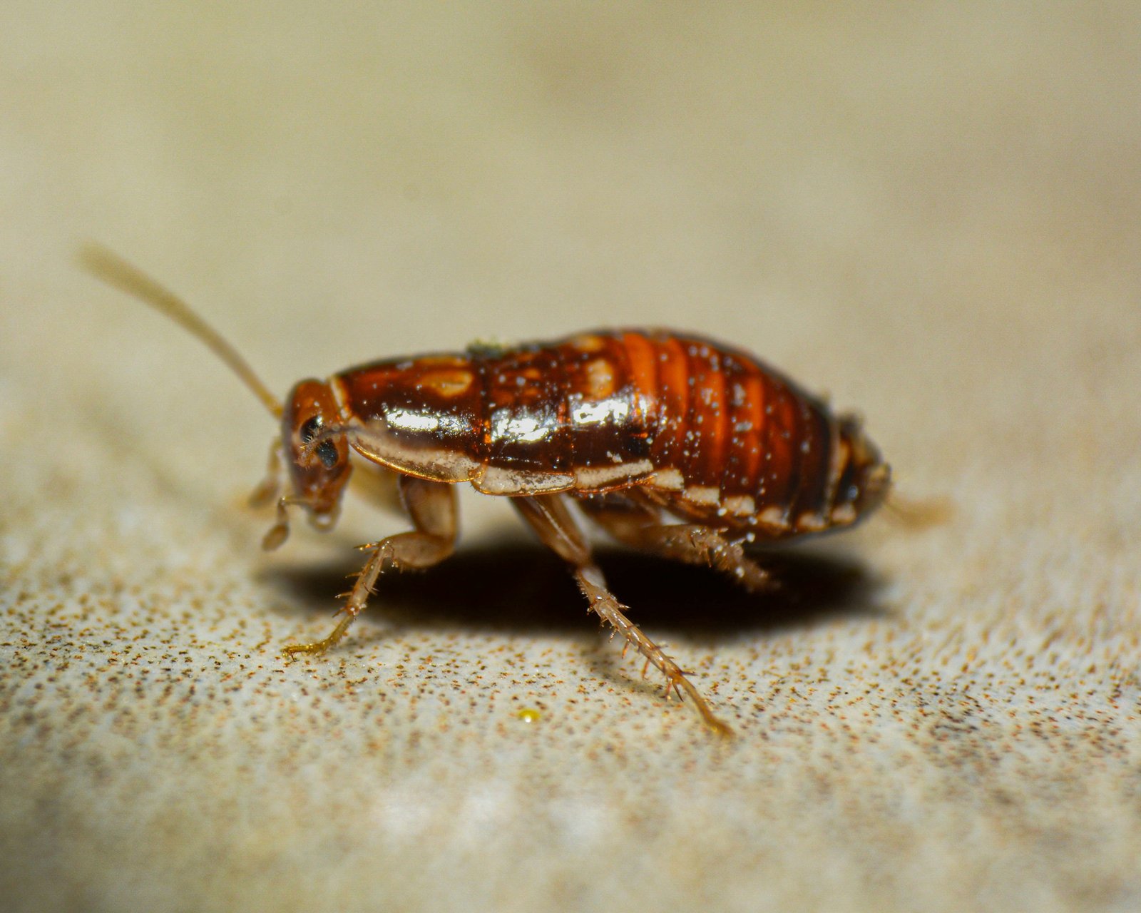 Cockroach Control