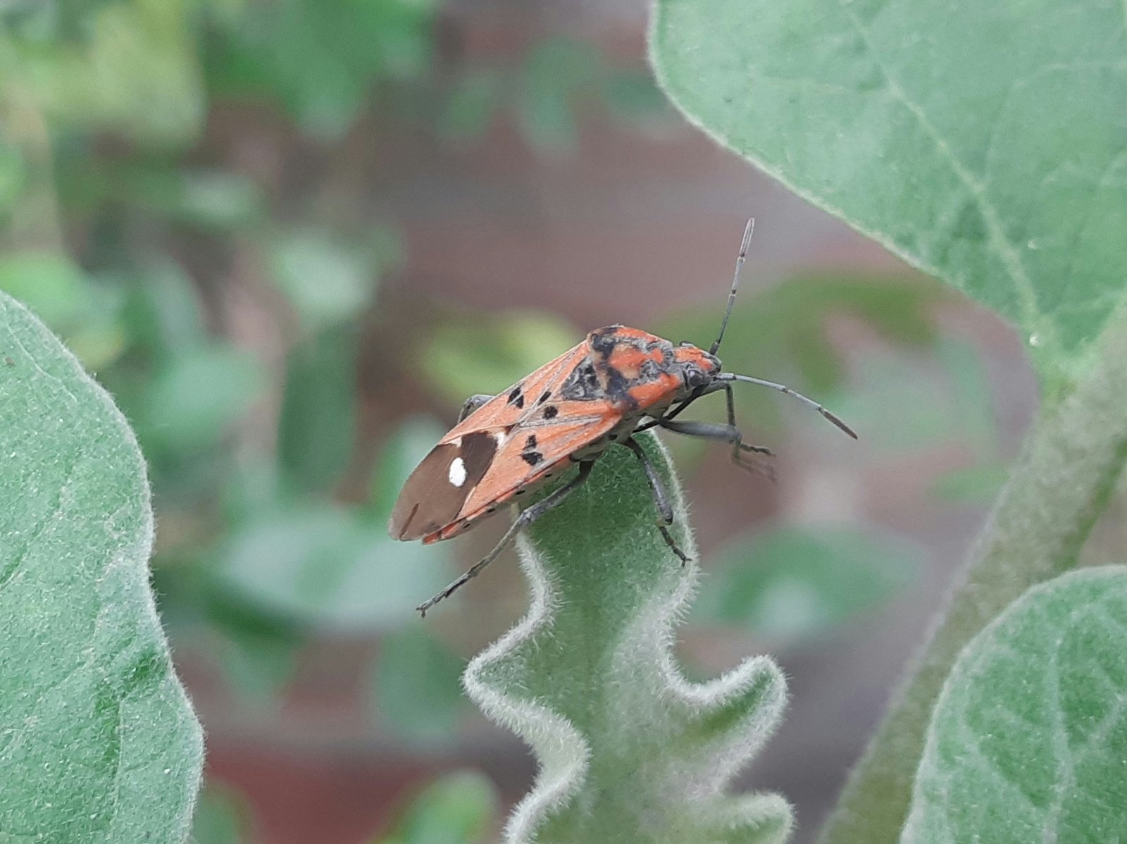 Professional Pest Control Protection
