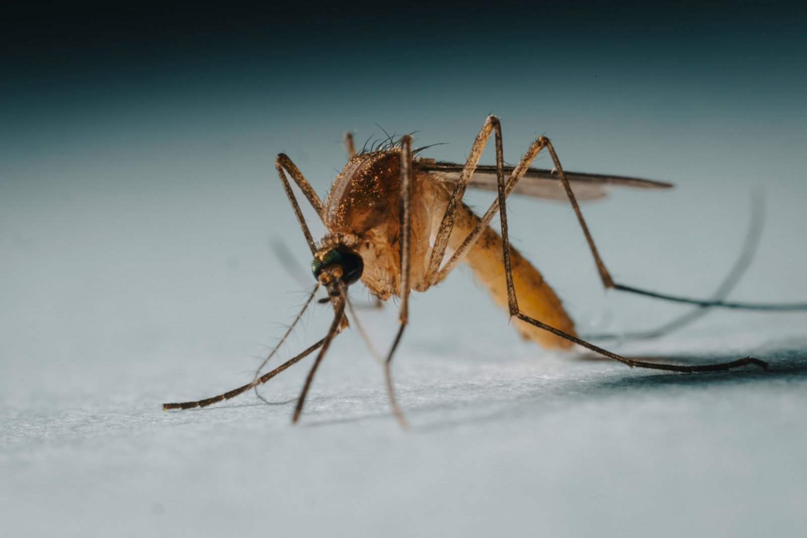 Mosquito Control