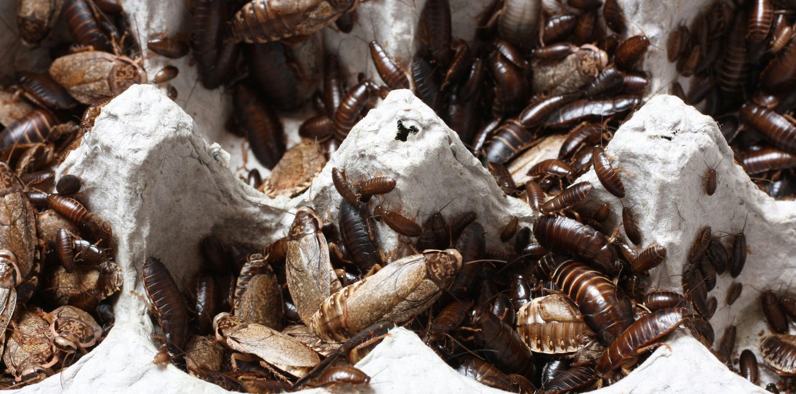 Pest control property inspection